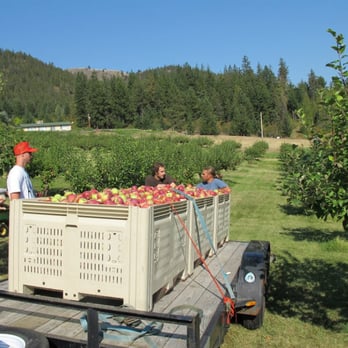 Pemberton Distillery - Tyler and Jake Schramm with Scott Taylor after picking 3000lbs of organic apples in Lillooet, BC - Beer, Wine & Spirits Near Me - Pemberton, British Columbia