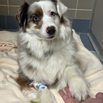 Charlestown Pet Clinic - Veterinarians Near Me - Boston, Massachusetts