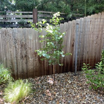 Slingblade Landscapes - Tree install - Landscaping Near Me - Austin, Texas Slingblade Landscapes - Tree install - Landscaping Near Me - Austin, Texas