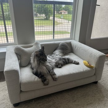 Home Zone Furniture - Cat in small couch - Furniture Stores Near Me - Richardson, Texas Home Zone Furniture - Cat in small couch - Furniture Stores Near Me - Richardson, Texas