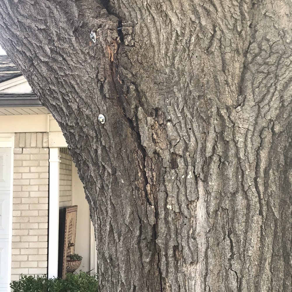 H Tree Service - A large crack in the red oak tree, and the heavy limb that could potentially fall and damage our house, cars or a person. - Tree Services Near Me - Richardson , Texas H Tree Service - A large crack in the red oak tree, and the heavy limb that could potentially fall and damage our house, cars or a person. - Tree Services Near Me - Richardson , Texas