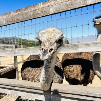 Ostrichland USA - Attraction Farms Near Me - Solvang, California Ostrichland USA - Attraction Farms Near Me - Solvang, California