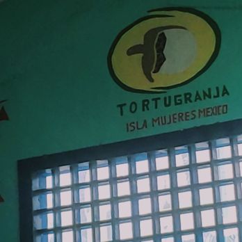 Tortuganja / Turtle Farm - Parks Near Me - Quintana Roo, ROO