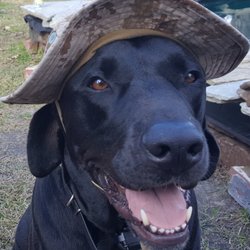 Brick House Country K9 - My Crazy Child