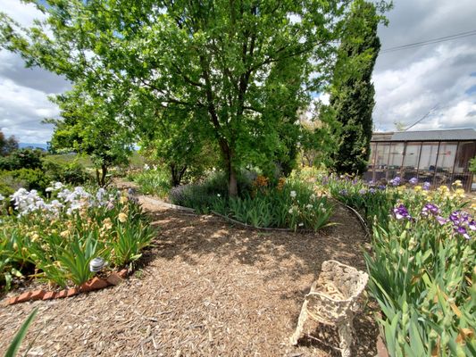 Nola's Iris Garden by null