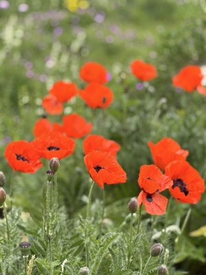 Palmengarten Frankfurt by null