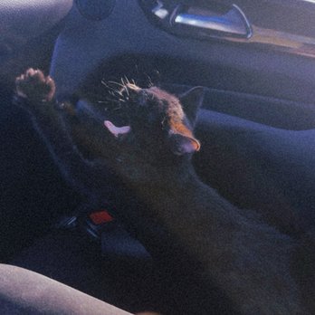 Orange County Humane Society - Our Adopted Pet stretching in a car seat - Animal Shelters Near Me - Huntington Beach, California
