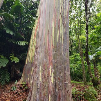 Ke'anae Arboretum - Amazing! - Parks Near Me - Kula, Hawaii