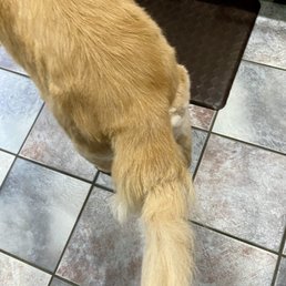 My golden right after her groom My golden right after her groom