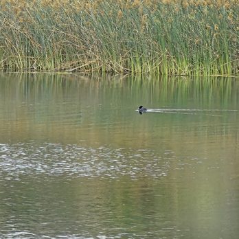 Lake Murray Community Park - A wide variety habitat for birds, both resident and migratory. - Playgrounds Near Me - San Diego, California