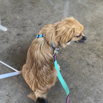 Incredible Pets - 4' glow in the dark leash - Pet Stores Near Me - Sacramento, California Incredible Pets - 4' glow in the dark leash - Pet Stores Near Me - Sacramento, California