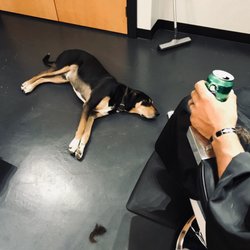 Venture Barber - Pooch friendly!