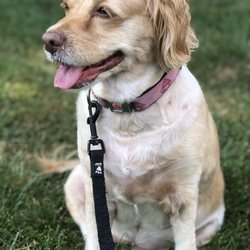 Heurich Dog Park