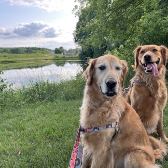 Green Dog - Pet Sitting Near Me - Madison, Wisconsin