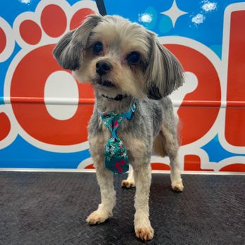 Cool Pets Grooming - Pet Groomers Near Me