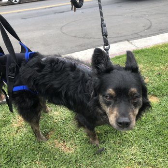 ACCESS Pasadena - Emergency Pet Hospital Near Me - Pasadena, California