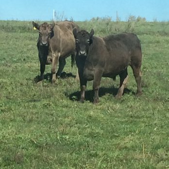 Irish Grove Farms - Grass-finished steers. - Do-It-Yourself Food Near Me - Pecatonica, Illinois Irish Grove Farms - Grass-finished steers. - Do-It-Yourself Food Near Me - Pecatonica, Illinois