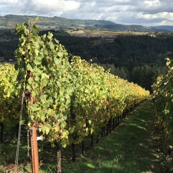 Insiders Wine Tours - Vines were still so beautiful in October - Wine Tours Near Me