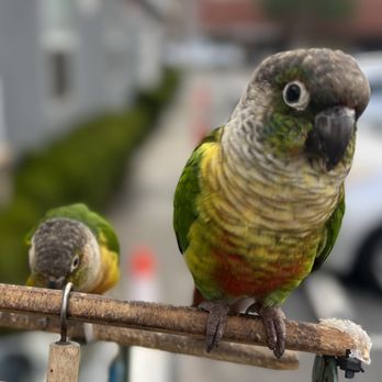 Amadeus Upholstery - Pancho & Rosa greeted me friendly this Monday morning - Furniture Reupholstery Near Me - Lawndale, California Amadeus Upholstery - Pancho & Rosa greeted me friendly this Monday morning - Furniture Reupholstery Near Me - Lawndale, California