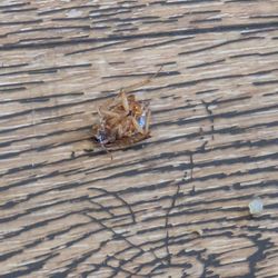 Roach in restaurants not cool at all. Killed it!