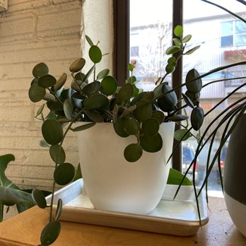 Muchacho - Plants. Plants everywhere. - Tacos Near Me - Atlanta, Georgia Muchacho - Plants. Plants everywhere. - Tacos Near Me - Atlanta, Georgia