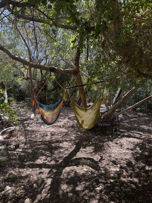 Bongo's Botanical Beer Garden and Cafe by null