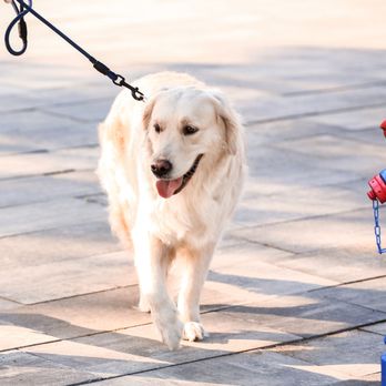 Happy Pups Dog Walking - Dog Walkers Near Me Happy Pups Dog Walking - Dog Walkers Near Me