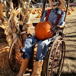 Bennett's Best Christmas Trees & Pumpkins