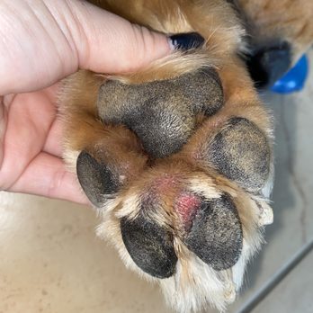 The Paw Spa - Leo's paw pad - Pet Groomers Near Me - Corona, California