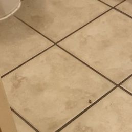 Still shot of the Roach running around from a video.