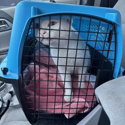Packsaddle Veterinary Clinic - My cat Moe!