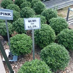 Sprout Farm