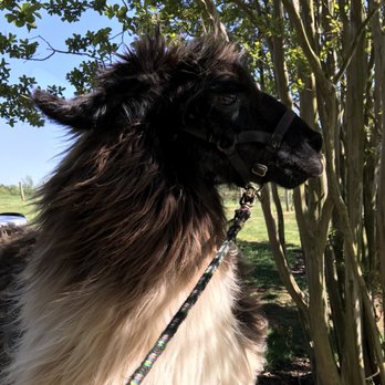 Divine Llama Vineyard - Wineries Near Me - East Bend, North Carolina
