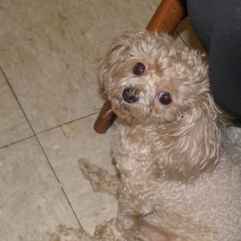 Bay Ridge Home Services - Pet Sitting Near Me Bay Ridge Home Services - Pet Sitting Near Me