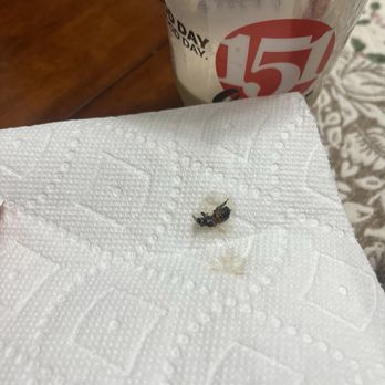 151 Coffee - DEAD BEE IN MY DRINK - Coffee & Tea Near Me - Coppell, Texas