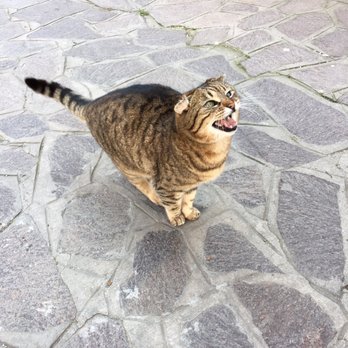 Isola di Burano - I loved him haha - Landmarks & Historical Buildings Near Me - Venezia, VE Isola di Burano - I loved him haha - Landmarks & Historical Buildings Near Me - Venezia, VE