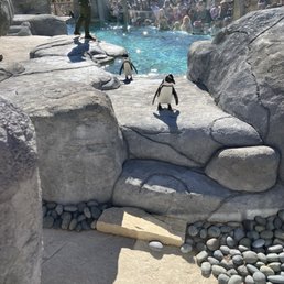 Penguins