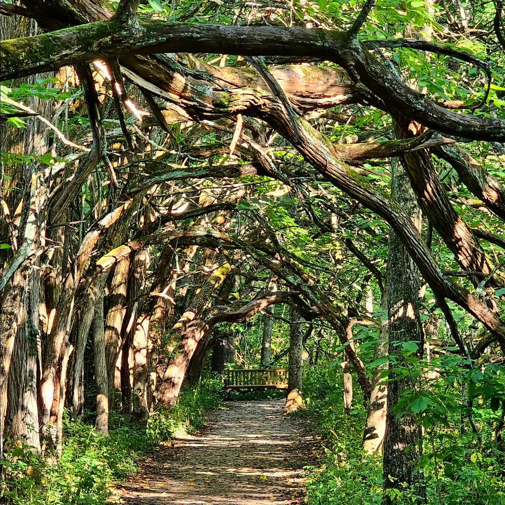 Sugarcreek Metropark - Gorgeous Orange Osage Tunnel, worth checking out!! - Parks Near Me - Bellbrook, Ohio Sugarcreek Metropark - Gorgeous Orange Osage Tunnel, worth checking out!! - Parks Near Me - Bellbrook, Ohio