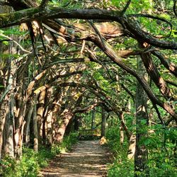 Sugarcreek Metropark - Gorgeous Orange Osage Tunnel, worth checking out!!
