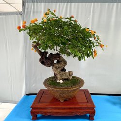Chua Vietnam Quan The Am - Chino Bonsai Club 6th Annual Bonsai Exhibition Oct 3-4, 2026.