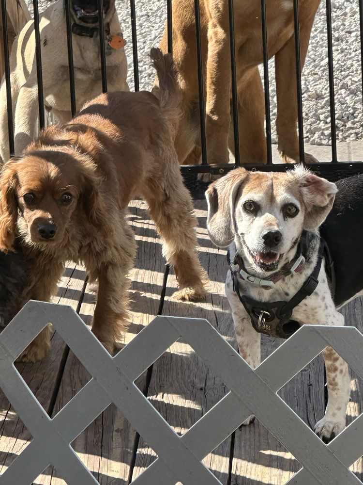 Preferred Pet Care - pet boarding facility in St. Augustine, FL