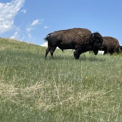 Black Hills Above and Beyond Tours - Make Bison at Custer State Park