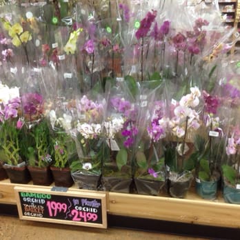 Trader Joe's - Orchids $19.99 - $24.99 - Grocery Near Me - Los Angeles, California