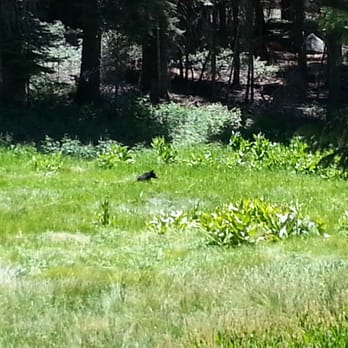 Dorst Creek Campground - Another bear in one of the many meadows in the campground. - Campgrounds Near Me - Sequoia National Park, California Dorst Creek Campground - Another bear in one of the many meadows in the campground. - Campgrounds Near Me - Sequoia National Park, California
