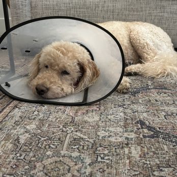 Classy K9 Cuts - After the vet trip :(( - Pet Groomers Near Me - Frisco, Texas
