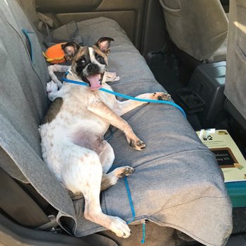 Crossroads Pet Resort - Rocky on his way home from his first day at the puppy obedience class looking forward to the next four weeks of learning with Rocky - Pet Training Near Me - Stanton, California