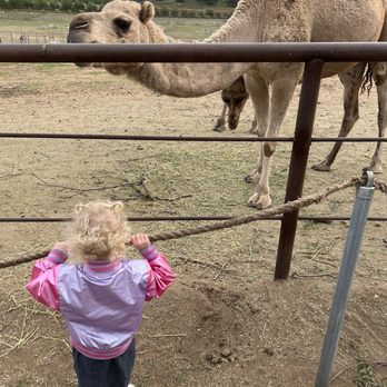 Oasis Camel Dairy - Camels! - Attraction Farms Near Me - Ramona, California Oasis Camel Dairy - Camels! - Attraction Farms Near Me - Ramona, California