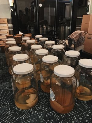 Fine Feathers Kombucha Company by null