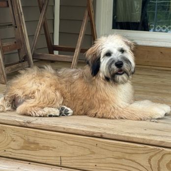 J & K Pet Services - After grooming. - Pet Groomers Near Me - Paw Paw, Michigan J & K Pet Services - After grooming. - Pet Groomers Near Me - Paw Paw, Michigan