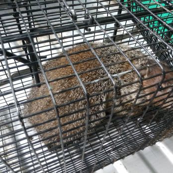 McClean Wildlife Removal - Wildlife Control Near Me McClean Wildlife Removal - Wildlife Control Near Me